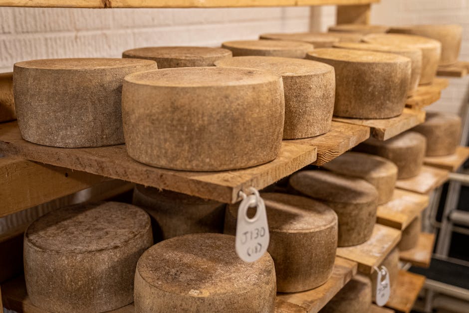 Forme di formaggio che stagionano su scaffali di legno in una cantina artigianale